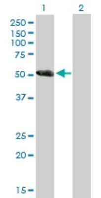 Western Blot: CCDC91 Antibody [H00055297-B01P]