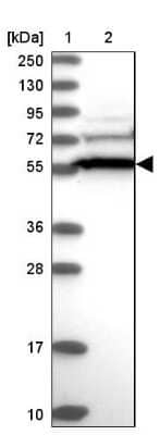 Western Blot: CCDC91 Antibody [NBP1-84084]