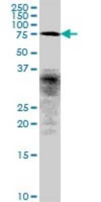 Western Blot: CCDC93 Antibody [H00054520-B01P]