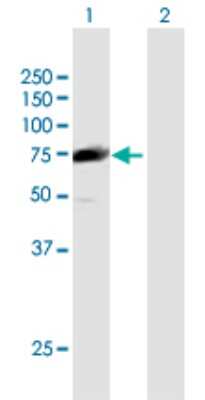 Western Blot: CCDC93 Antibody [H00054520-B01P]