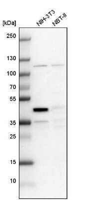 Western Blot: CCDC94 Antibody [NBP1-91766]