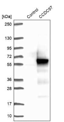 Western Blot: CCDC97 Antibody [NBP1-91767]