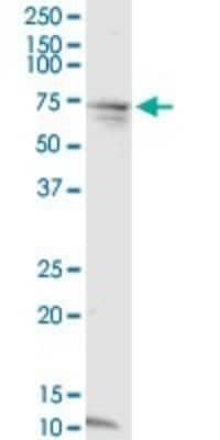 Western Blot: CCDC99 Antibody (2F4) [H00054908-M01]