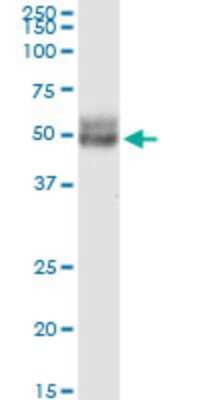 Western Blot: CCDC99 Antibody (2F4) [H00054908-M01]