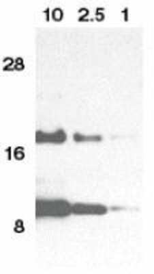 Western Blot: CCL11/Eotaxin AntibodyBSA Free [NBP1-77046]