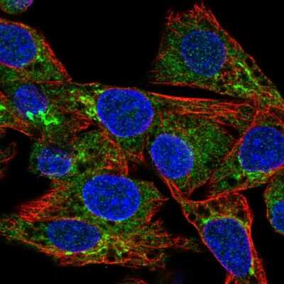 Immunocytochemistry/ Immunofluorescence: CCL15/MIP-1 delta Antibody [NBP2-56250]