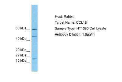 Western Blot: CCL18/PARC Antibody [NBP1-79940]