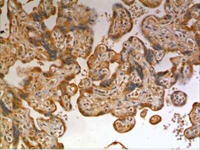 Immunohistochemistry-Paraffin: CCL19/MIP-3 beta Antibody (MM0143-11B4) - Azide and BSA Free [NBP2-12097]