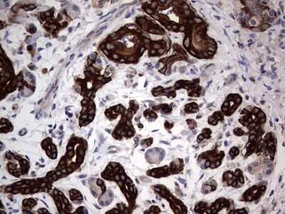 Immunohistochemistry: CCL19/MIP-3 beta Antibody (OTI2A12) - Azide and BSA Free [NBP2-71278]