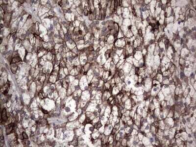 Immunohistochemistry: CCL19/MIP-3 beta Antibody (OTI2A12) - Azide and BSA Free [NBP2-71278]