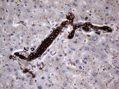 Immunohistochemistry: CCL19/MIP-3 beta Antibody (OTI2A12) - Azide and BSA Free [NBP2-71278]