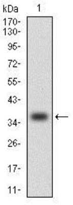 Western Blot: CCL2/MCP1 Antibody (2D8)Azide and BSA Free [NBP2-80618]