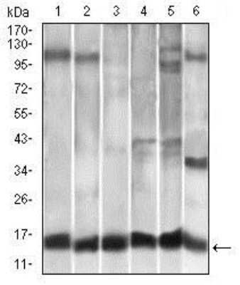 Western Blot: CCL2/MCP1 Antibody (2D8)Azide and BSA Free [NBP2-80618]