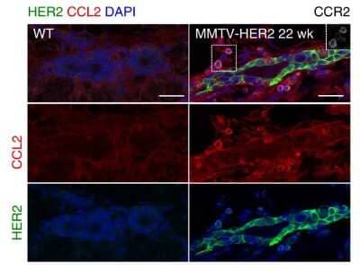 Immunohistochemistry: CCL2/MCP1 Antibody (2D8) - BSA Free [NBP2-22115]