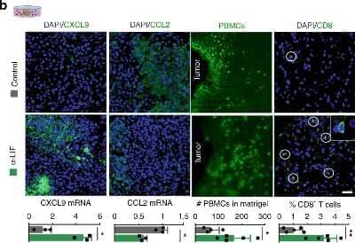 Immunohistochemistry: CCL2/MCP1 Antibody (2D8) - BSA Free [NBP2-22115]