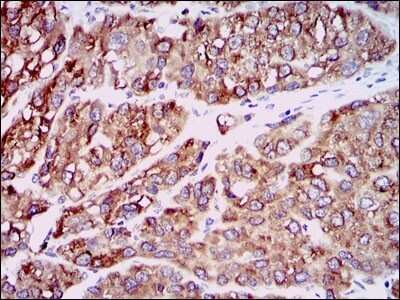 Immunohistochemistry-Paraffin: CCL2/MCP1 Antibody (2D8) - BSA Free [NBP2-22115]