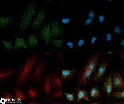Immunocytochemistry/ Immunofluorescence: CCL2/MCP1 Antibody - BSA Free [NBP1-07035]