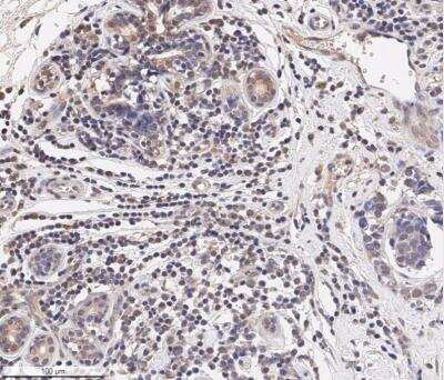 Immunohistochemistry-Paraffin: CCL2/MCP1 Antibody - BSA Free [NBP1-07035]