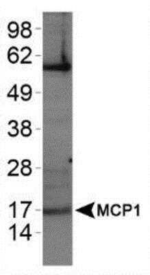 Western Blot: CCL2/MCP1 AntibodyBSA Free [NBP1-07034]