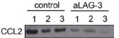 Western Blot: CCL2/MCP1 AntibodyBSA Free [NBP1-07035]