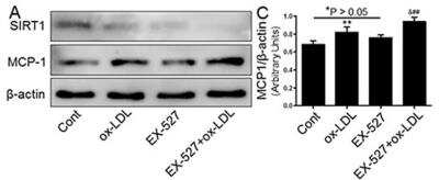Western Blot: CCL2/MCP1 AntibodyBSA Free [NBP1-07035]