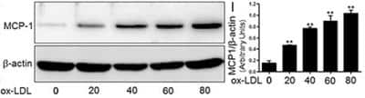 Western Blot: CCL2/MCP1 AntibodyBSA Free [NBP1-07035]