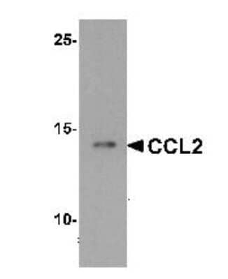 Western Blot: CCL2/MCP1 AntibodyBSA Free [NBP2-41209]