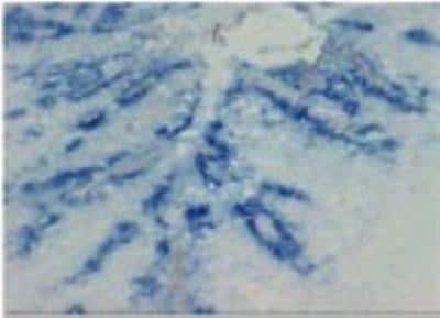 Immunohistochemistry-Frozen: CCL20/MIP-3 alpha Antibody (206D9.05) [DDX0420P-100]