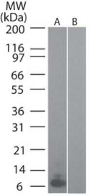 Western Blot: CCL20/MIP-3 alpha Antibody (4N5F7)Azide and BSA Free [NBP2-80619]