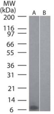 Western Blot: CCL20/MIP-3 alpha Antibody (4N8C7)Azide and BSA Free [NBP2-80620]