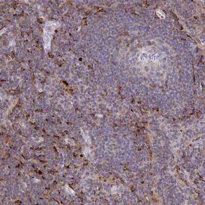 Immunohistochemistry-Paraffin: CCL21/6Ckine Antibody [NBP2-37928]