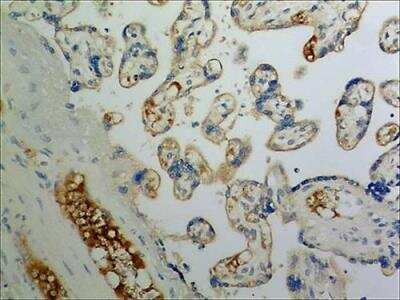 Immunohistochemistry-Paraffin: CCL21/6Ckine Antibody (MM0146-2H26) - Azide and BSA Free [NBP2-12103]