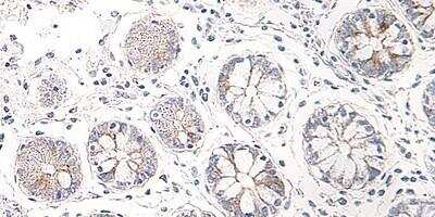 Immunohistochemistry-Paraffin: CCL25/TECK Antibody - Azide and BSA Free [NBP1-40993]