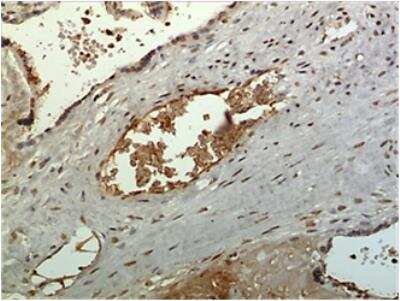 Immunohistochemistry-Paraffin: CCL27/CTACK Antibody (MM0152-7H44) - Azide and BSA Free [NBP2-12114]