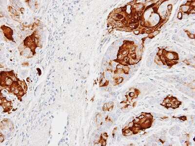 Immunohistochemistry-Paraffin: CCL28 Antibody [NBP1-31157]