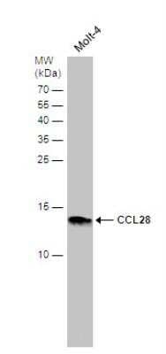 Western Blot: CCL28 Antibody [NBP1-31157]