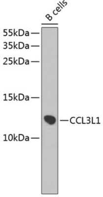 Western Blot: CCL3L1/LD78 beta AntibodyBSA Free [NBP3-05563]