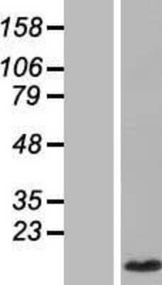 Western Blot: CCL4L1/LAG-1 Overexpression Lysate [NBL1-08859]