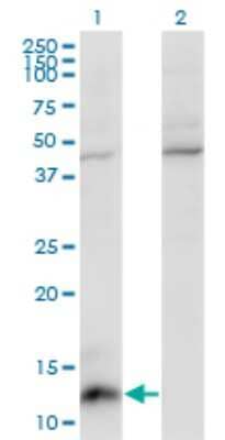 Western Blot: CCL7/MCP-3/MARC Antibody (4B5) [H00006354-M03]