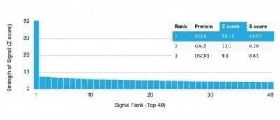 Protein Array: CCL8/MCP-2 Antibody (CCL8/3312) - Azide and BSA Free [NBP3-14172]