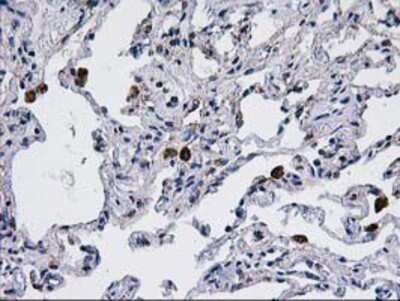 Immunohistochemistry-Paraffin: CCM2 Antibody (OTI1E9) [NBP2-01134]
