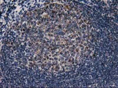 Immunohistochemistry-Paraffin: CCM2 Antibody (OTI1E9) [NBP2-01134]