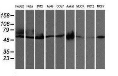 Western Blot: CCM2 Antibody (OTI1E9)Azide and BSA Free [NBP2-72235]