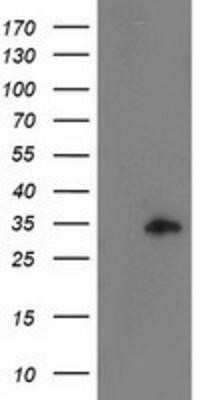 Western Blot: CCNB1IP1 Antibody (OTI4H3)Azide and BSA Free [NBP2-72106]