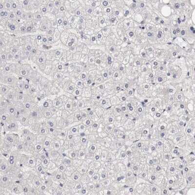 Immunohistochemistry-Paraffin: CCNB3 Antibody [NBP1-89475]