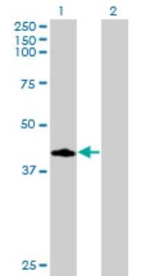 Western Blot: CCNDBP1 Antibody (3B7) [H00023582-M02]