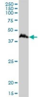 Western Blot: CCNDBP1 Antibody [H00023582-B01P]