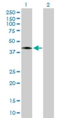 Western Blot: CCNDBP1 Antibody [H00023582-B01P]