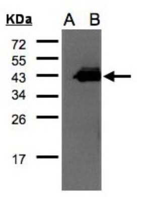 Western Blot: CCNDBP1 Antibody [NBP2-15762]