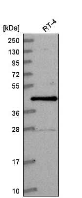 Western Blot: CCNDBP1 Antibody [NBP2-58940]